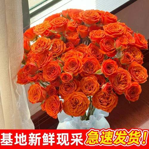 橙色芭比多头泡泡小玫瑰云南昆明基地直发同城鲜花花束妇女节