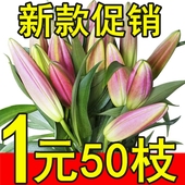 大头香水百合花束基地直发云南鲜花昆明直批直发速递同城母亲节花