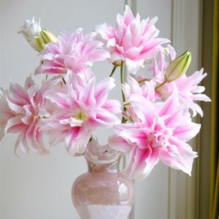 粉色重瓣香水百合花束基地直发云南鲜花昆明直批直发速递同城包邮