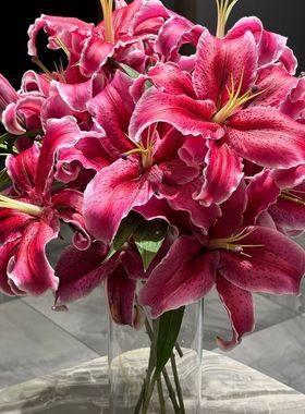 黑美人香水大头百合花鲜花水养云南昆明基地直发同城多头玫瑰包邮