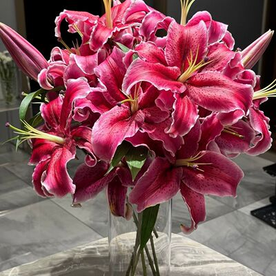 黑美人香水大头百合花鲜花水养云南昆明基地直发同城多头玫瑰包邮