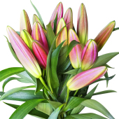 大头香水百合花束基地直发云南鲜花昆明直批直发速递同城春节花