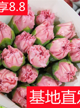 粉色康乃馨水养鲜花花束云南昆明基地直发家用母亲节礼物速递同城