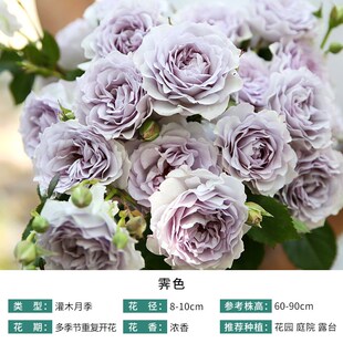 天狼月季亚伯拉罕达比多季浓香大花可藤可灌月季玫瑰盆栽苗