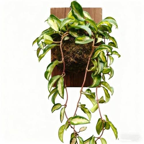 绿叶内锦球兰室内外阳台开花观叶绿植盆栽/板植爬藤多年生植物