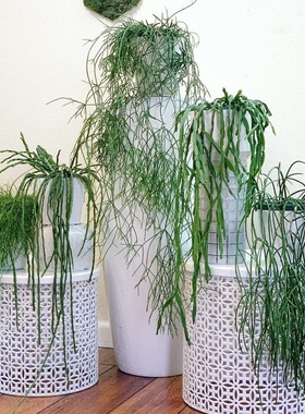 简盆丝韦类合集  喀秋莎链条玻利维亚鱼骨室内阳台好养懒人植物