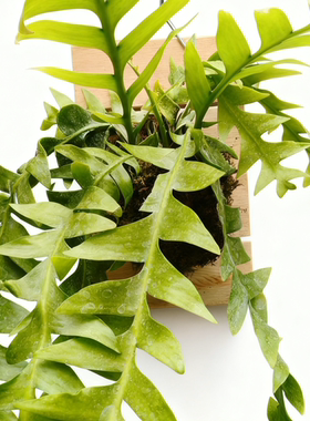 孔雀状昆布简盆/板植好看好养适合室内阳台摆放的绿植 好养高颜值