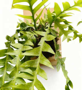 孔雀状昆布简盆/板植好看好养适合室内阳台摆放的绿植 好养高颜值