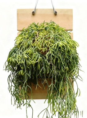 热带雨林室内外阳台适用垂吊观叶稀有绿植盆栽丝苇