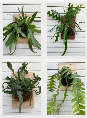 昙花类板植合集  小叶卷叶鱼骨昆布上板植物懒人好养美观高颜值