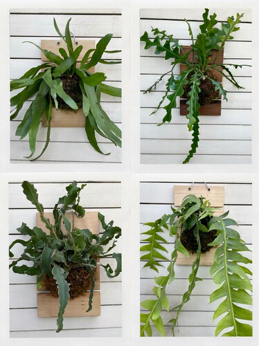 昙花类板植合集  小叶卷叶鱼骨昆布上板植物懒人好养美观高颜值