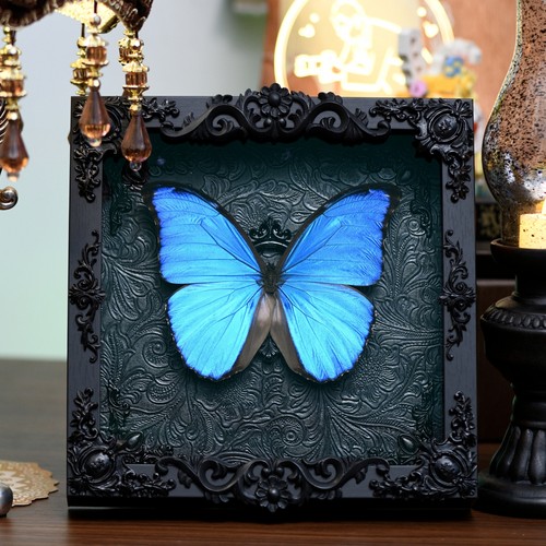 大蓝闪蝶蝴蝶标本相框成品展翅昆虫罕见蓝色生日礼物女七夕情人节