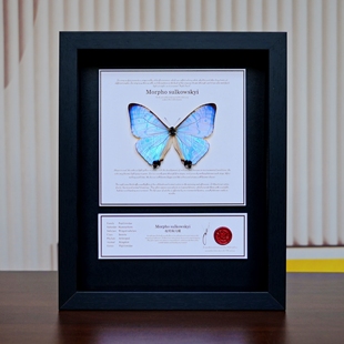 夜明珠闪蝶蝴蝶标本动物展示框装饰画摆件工艺品相框生日礼物
