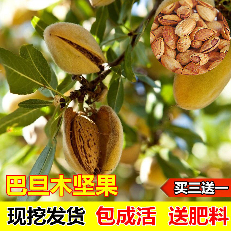 巴旦木坚果树苗果树苗美国大杏仁树苗扁桃仁坚果树苗坚果树苗庭院