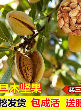 巴旦木果树苗坚果庭院多年生