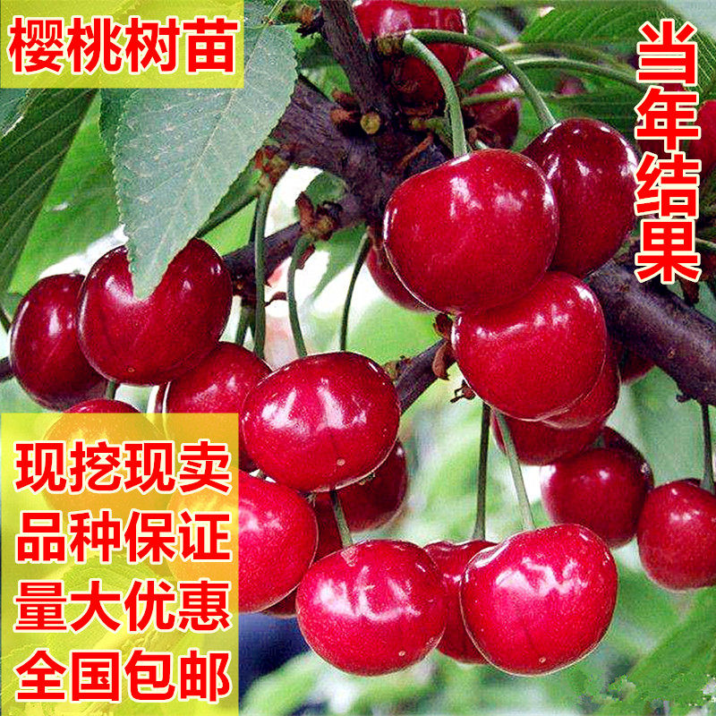 多年生樱桃嫁接苗多年生车厘子树