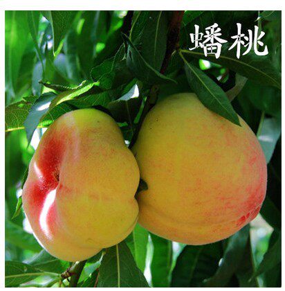 果苗桃树嫁接当年多年生