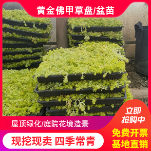 佛甲草草皮黄金叶过路黄姬岩垂草中华景天庭院屋顶耐寒地被植物