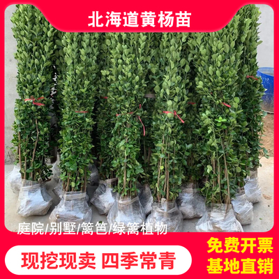 北海道黄杨苗四季常青围墙篱笆植