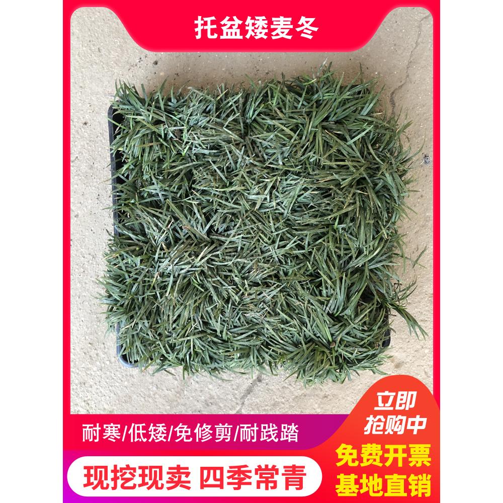 穴盆日本矮苗庭院玉龙草植物图片
