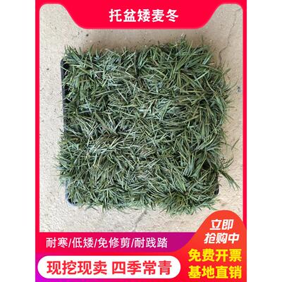 穴盆日本矮苗庭院玉龙草植物