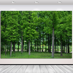 树木森林树林田园风景画玄关挂画儿童房间护眼图客厅餐厅装饰贴画