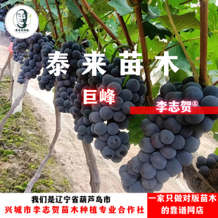 泰来苗木 巨峰葡萄苗 扦插苗 李志贺苗木