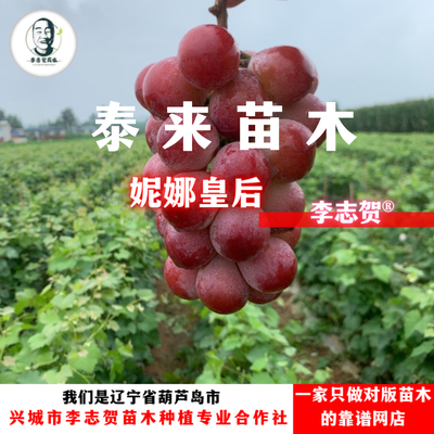 妮娜皇后葡萄树苗贝达砧木
