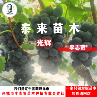 泰来苗木 光辉葡萄嫁接苗 李志贺苗木