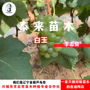 白玉葡萄苗 新手小白推荐品种 泰来苗木