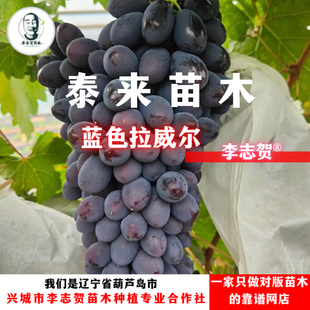 蓝色拉威尔葡萄苗 贝达砧木 李志贺精选苗木 泰来苗木