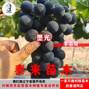 墨光葡萄苗 贝达砧木 泰来苗木
