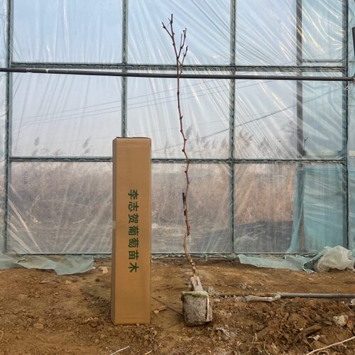 二年葡萄小树 品种见商品规格（带土高度160cm以上 泰来苗木