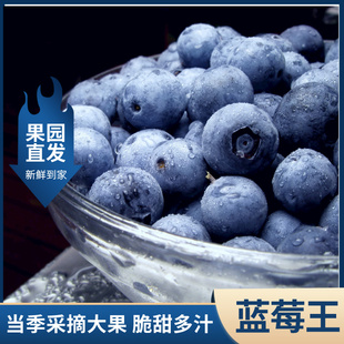 【当季鲜果】四川省攀枝花米易蓝莓脆甜当季新鲜水果净果重2斤