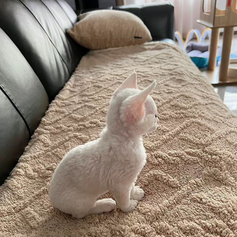 德文卷毛猫丁香色蓝眼白色幼猫纯种黑白开脸红虎咖白宠物活体猫咪