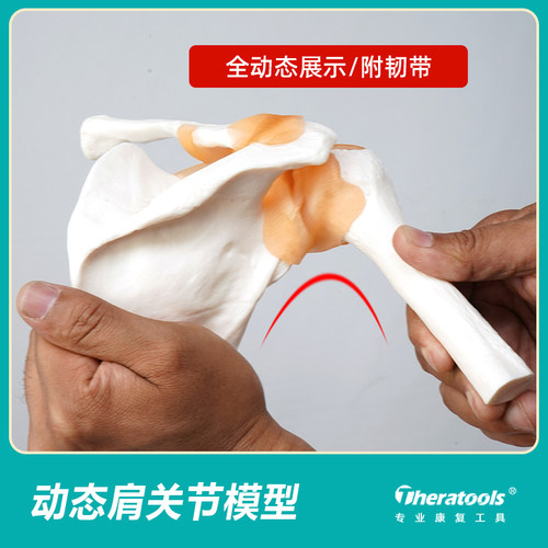 医用动态肩关节模型附韧带可动人体解剖骨骼肩膀肩部运动功能教具