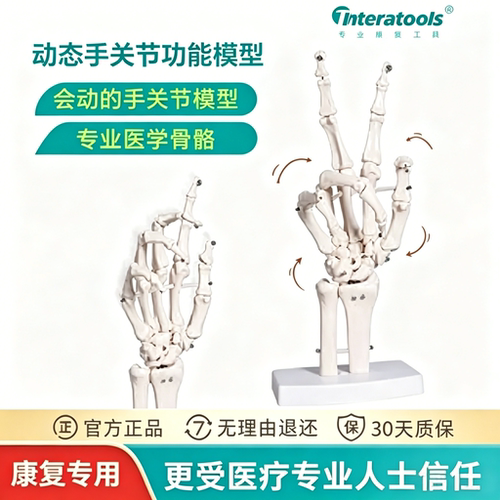 Theratools动态功能性手关节模型