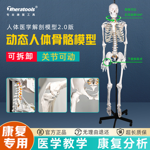 theratools人体全关节动态骨骼模型180cm康复医院用功能展示骨架