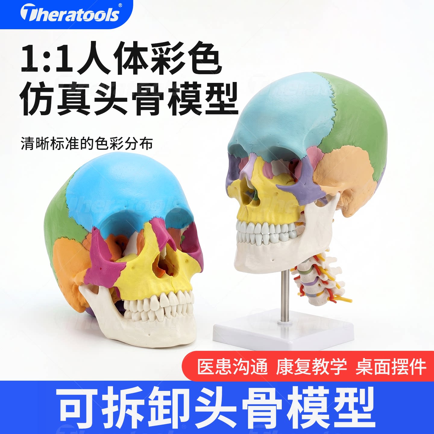 医学专用人体彩色头骨可拆分22部件1:1模型骷髅头颅大脑医患沟通