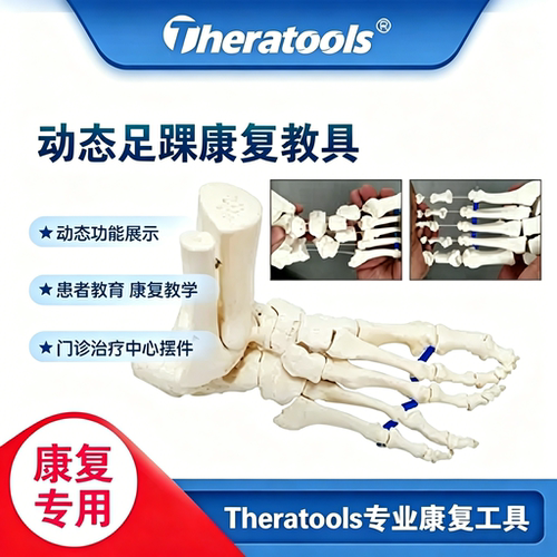 动态人体足踝骨骼模型教具