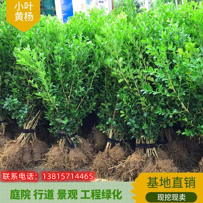 植物造型树盆景四季长青小叶黄杨