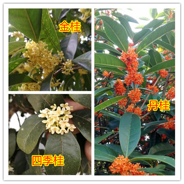 桂花树苗丹桂金桂朱砂桂浓香型桂花大树四季长青地栽耐寒庭院树