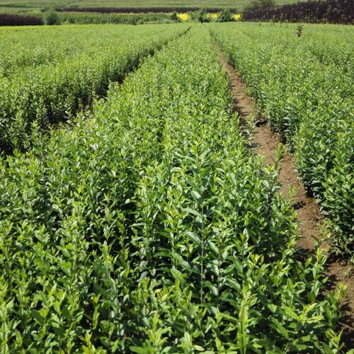 水蜡树苗行道路围墙庭院绿篱小区道路绿化工程苗北方耐寒易成活。