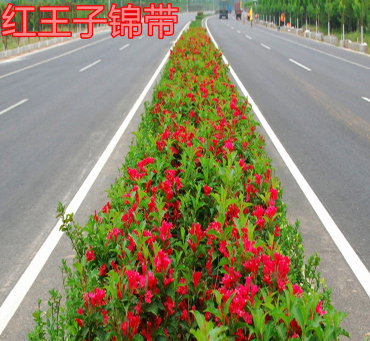 锦带花苗庭院绿化植物盆栽地栽红王子锦带花绿篱耐寒耐旱易活