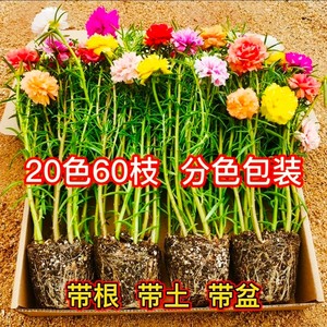 重瓣太阳花带根带花苞盆栽易种活