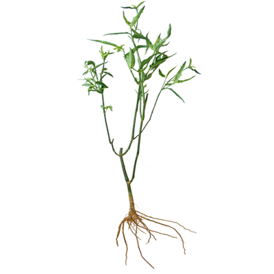 忧遁草海南五指山嘴花株起顺丰