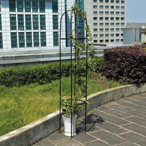 植物花卉绿植鲜花爬藤架