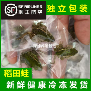【顺丰空运】稻田蛙卵冷冻小青蛙喂龙鱼饲料稻田养殖幼蛙黑斑蛙苗
