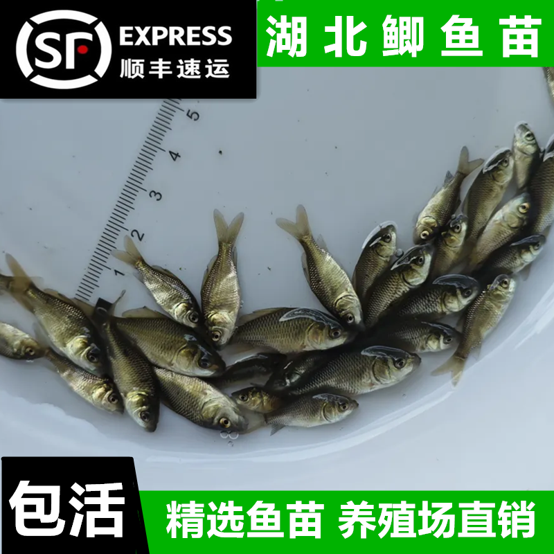 冷冻麦穗鱼喂龙鱼角蛙饵料