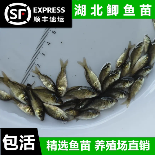 冷冻麦穗鱼喂龙鱼角蛙饵料